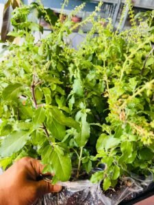 Tulsi Plant (Holy Basil) – Krishna or Rama Tulsi 100% Genuine Ocimum Tenuiflorum | UK Grow