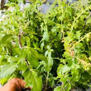 Tulsi Plant (Holy Basil) – Krishna or Rama Tulsi 100% Genuine Ocimum Tenuiflorum | UK Grow