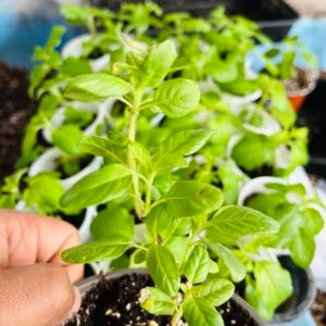 Tulsi Plant (Holy Basil) – Krishna or Rama Tulsi 100% Genuine Ocimum Tenuiflorum | UK Grow